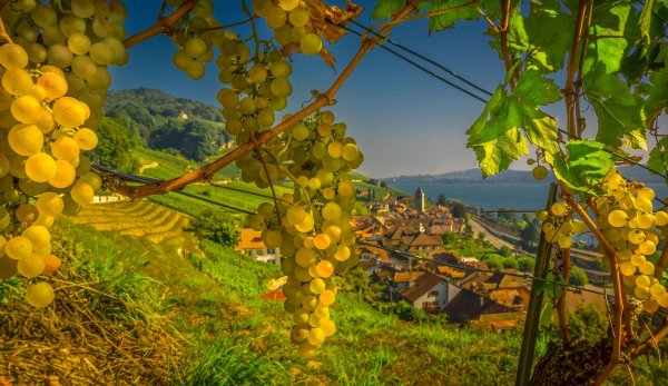 тоскана италия винодельни