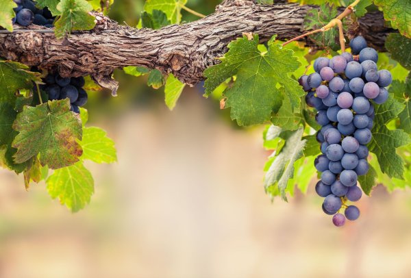 виноградная лоза