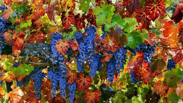 виноградная лоза