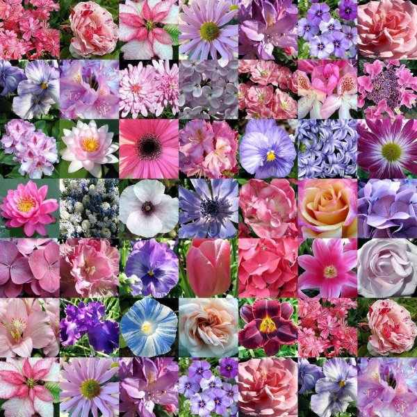 цветы коллаж