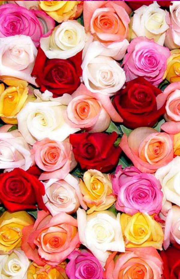 разноцветная роза