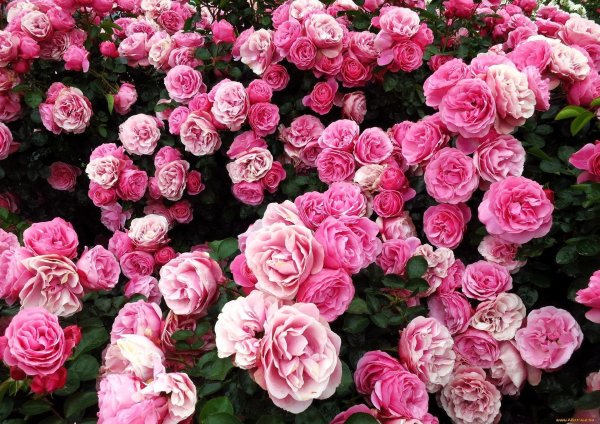 роза флорибунда