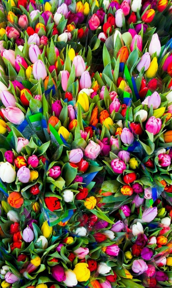 тюльпаны цветные