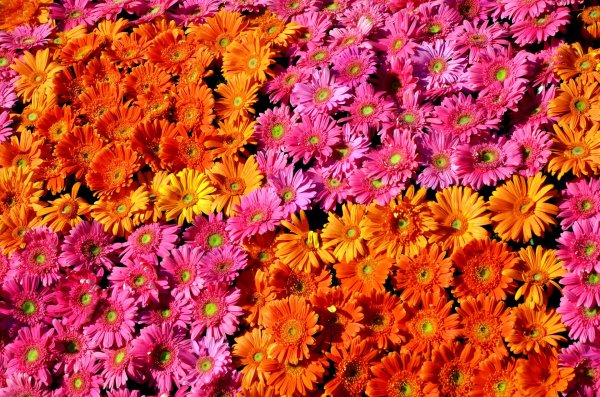 астровые герберы