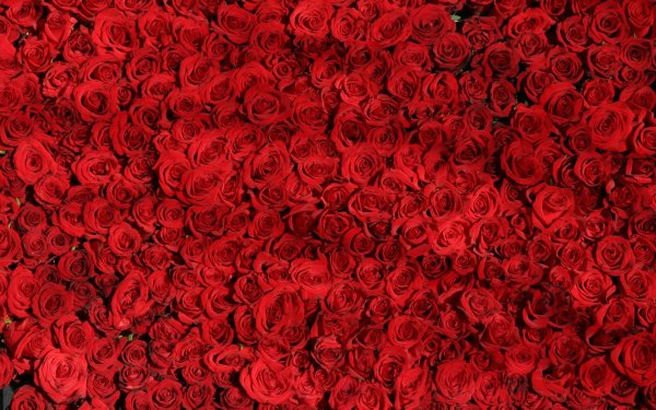 фон с красными розами