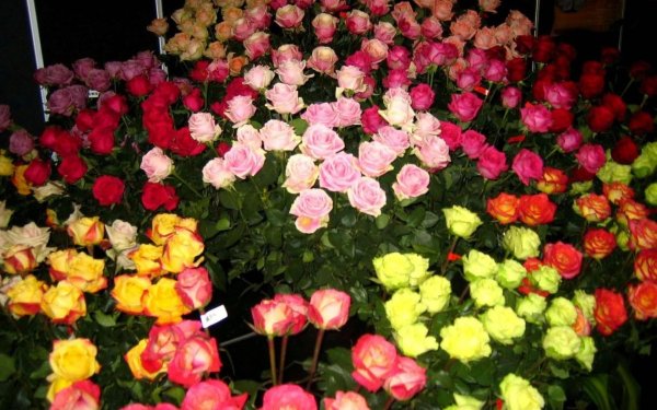 помпонные розы