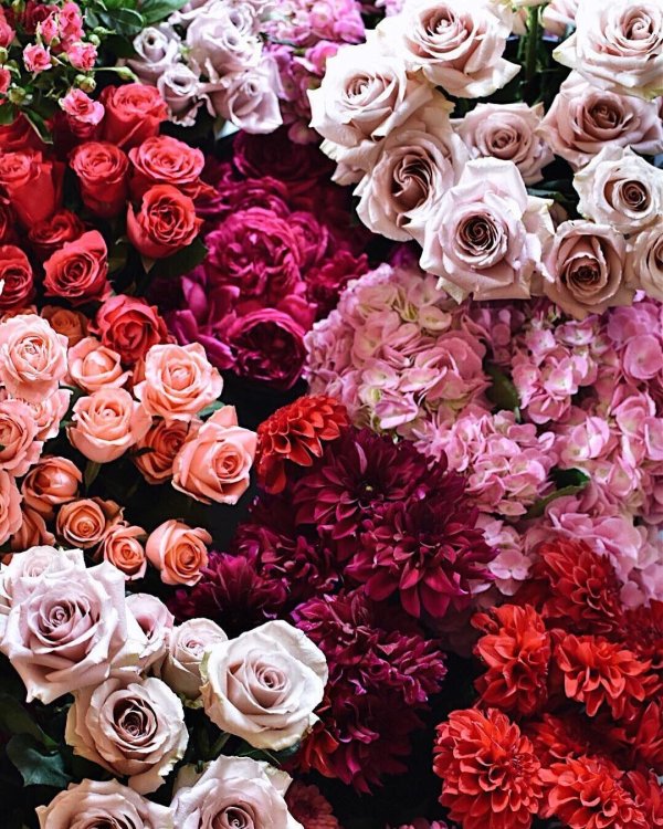 цветочные фоны