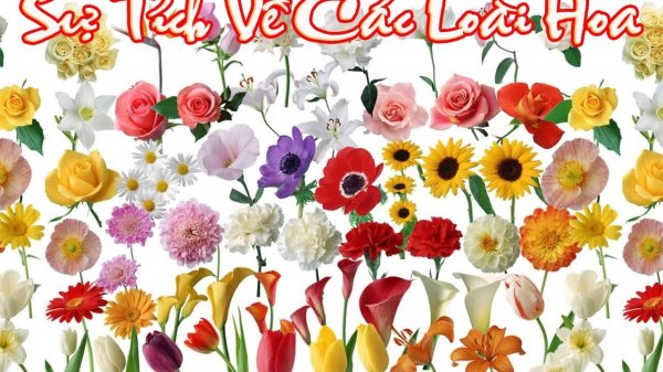 сезонные цветы