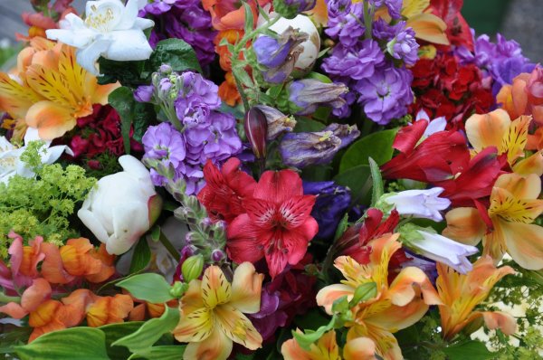 альстромерия перфекшн