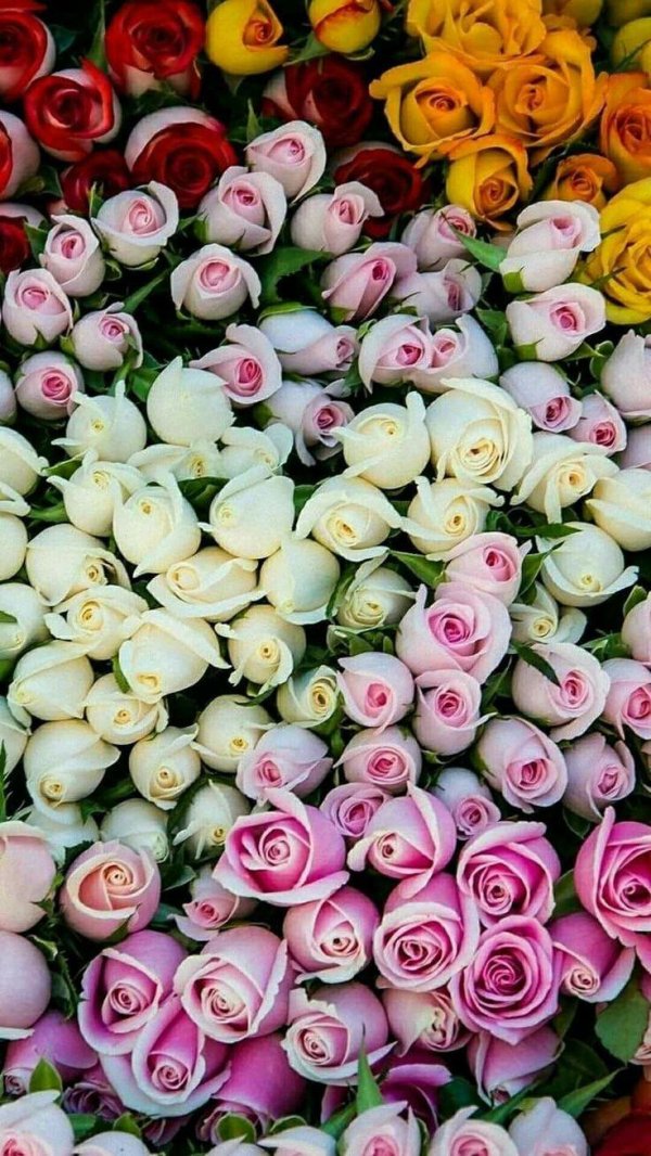 красивые цветочки