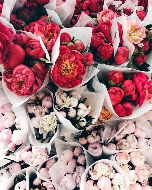 красивые пионы