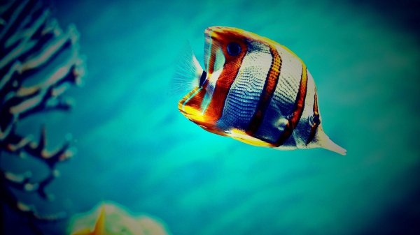 красивые морские рыбы