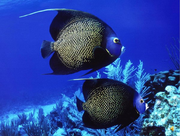 морские лещи