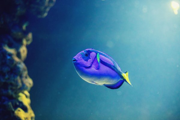 голубой хирург paracanthurus hepatus