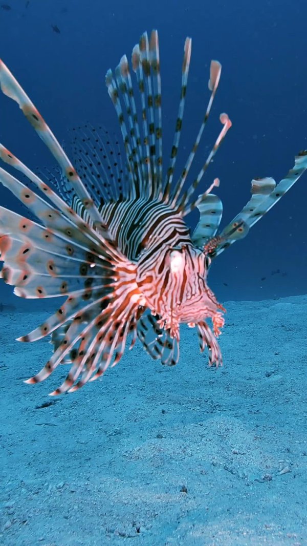 крылатка шарм эль шейх