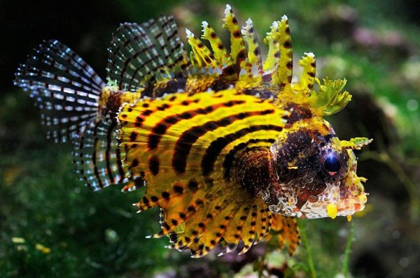 dendrochirus biocellatus