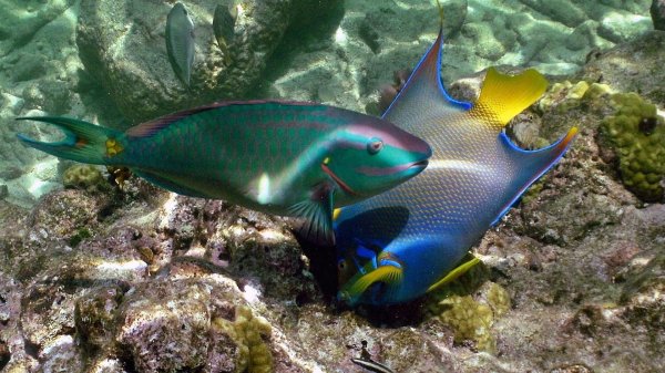 морская рыбка