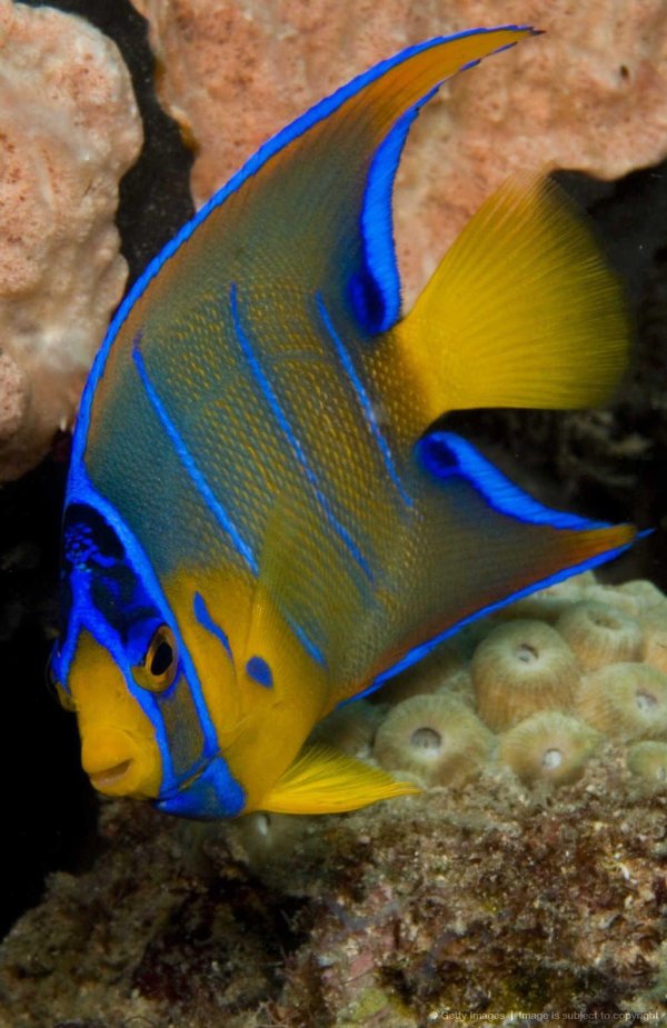 holacanthus ciliaris
