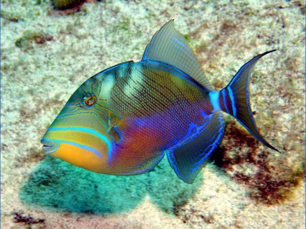 queen triggerfish