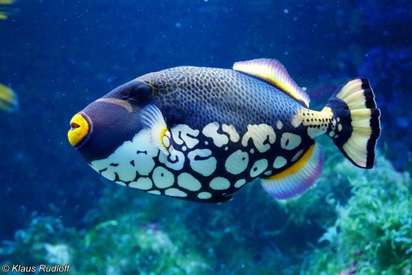 balistoides conspicillum спинорогклоун