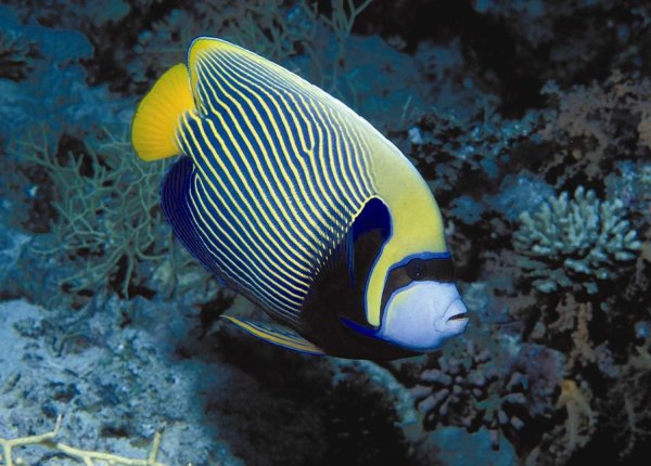 pomacanthus imperator