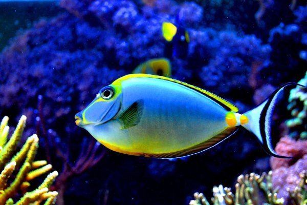 acanthurus japonicus