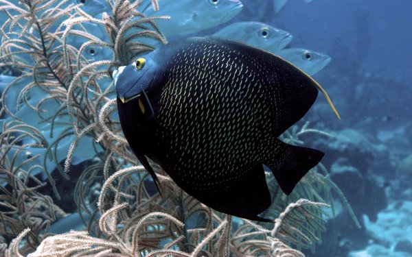 french angelfish pomacanthus paru
