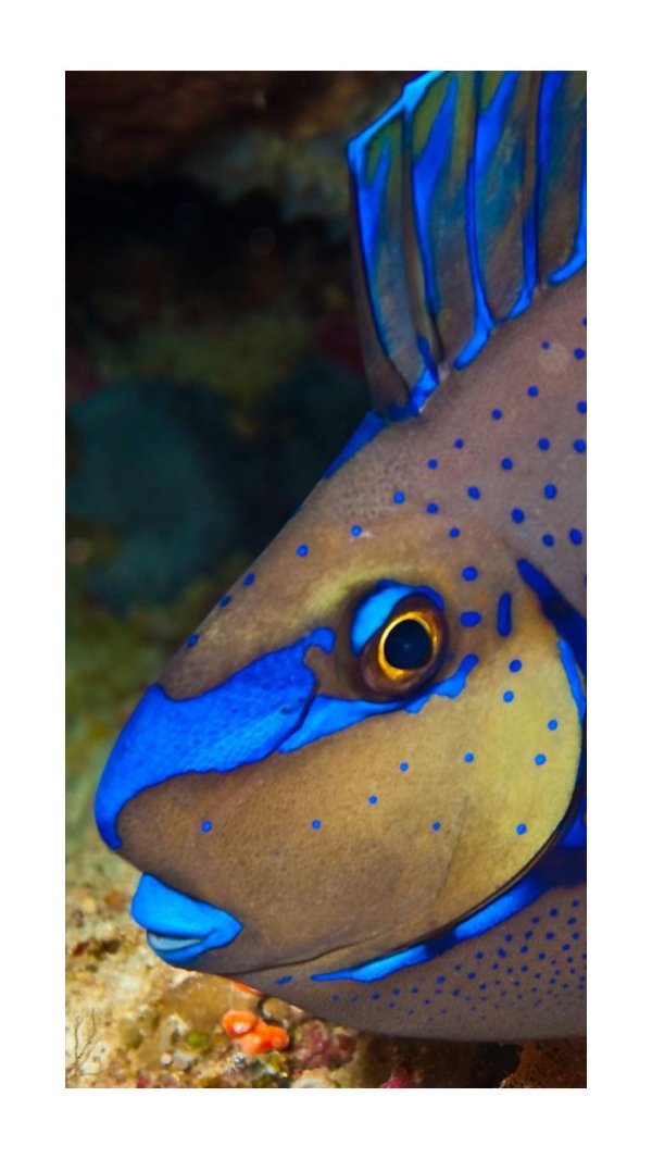 рыбы экзотические