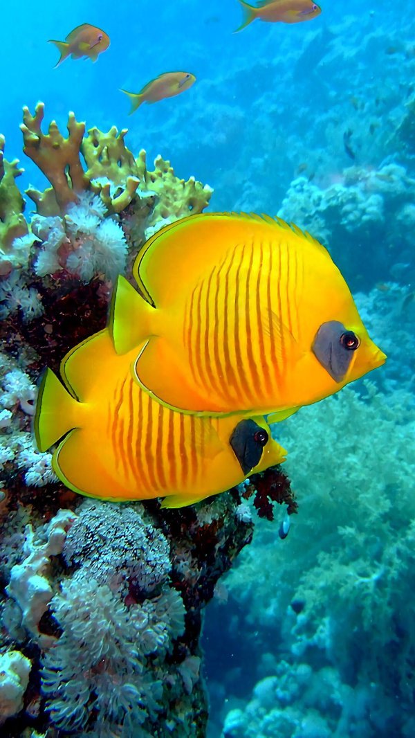 chaetodon melannotus