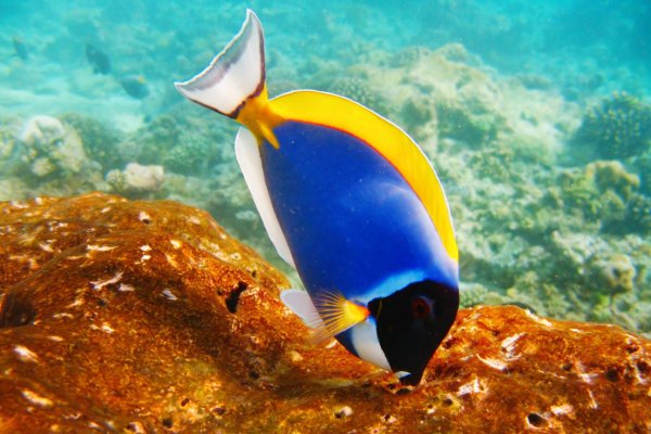 acanthurus leucosternon