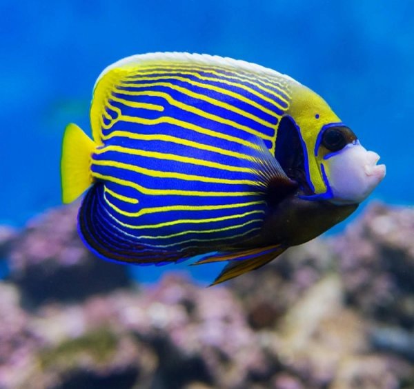 pomacanthus imperator