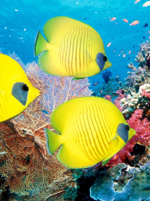 подводный риф риф