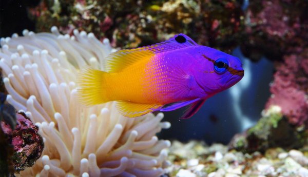 ложнохромис королевский