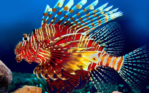 рыба крылатка