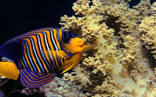 императорская рыбаангел pomacanthus imperator