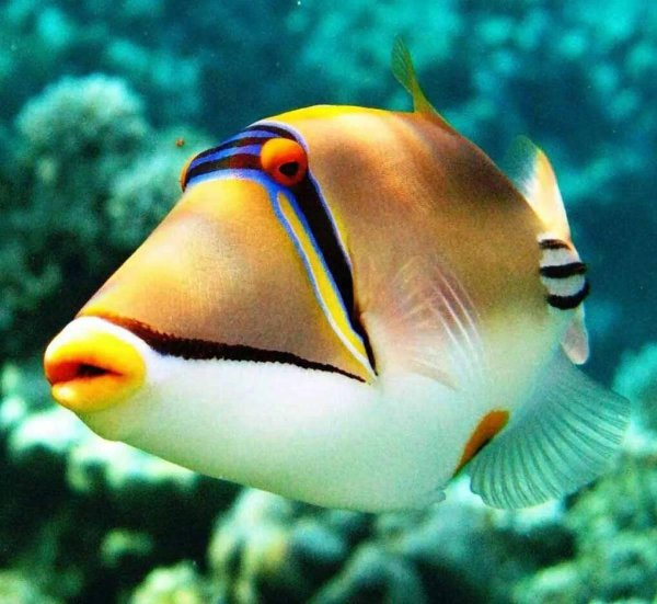 красноморский ринекант пикассо