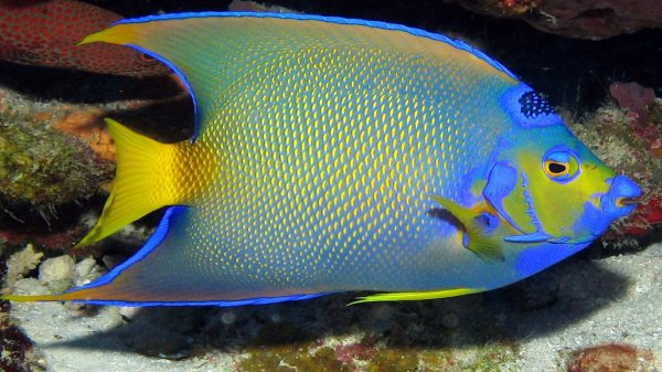 центропиг королевский