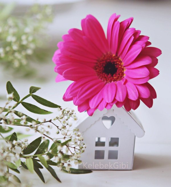 красивые герберы