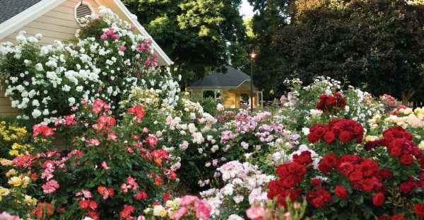 роза розария югторсан