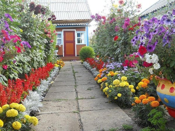 оранжевый сад игоря степанова многолетники