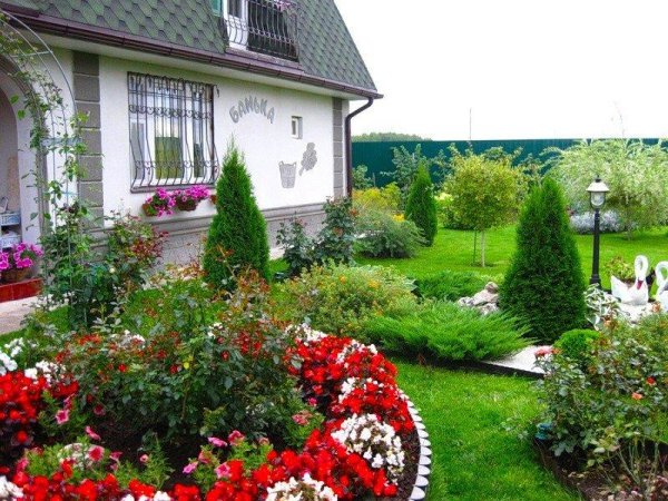 розарий туя даника