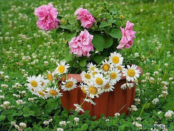 полевые цветы