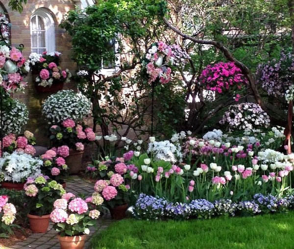 клумба с гортензией метельчатой