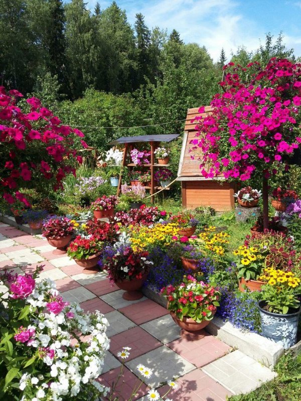 петуния каскадная