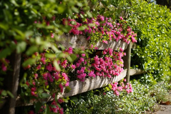 деревенские заборы