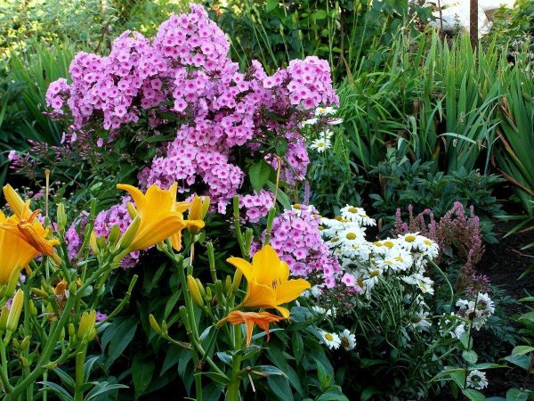 клумба флоксы лилии лилейник