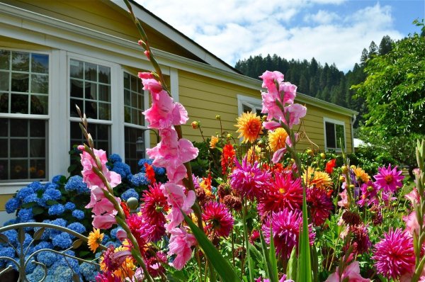 георгина однолетняя