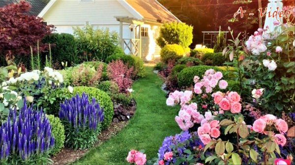 лаванда рабатка миксбордер