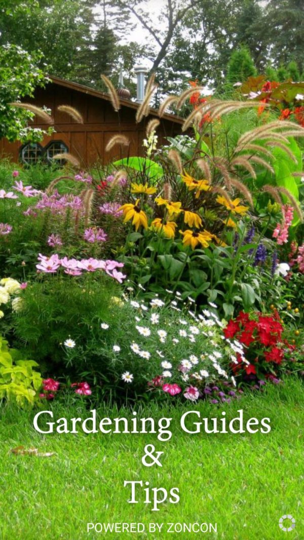 клумбы из многолетников