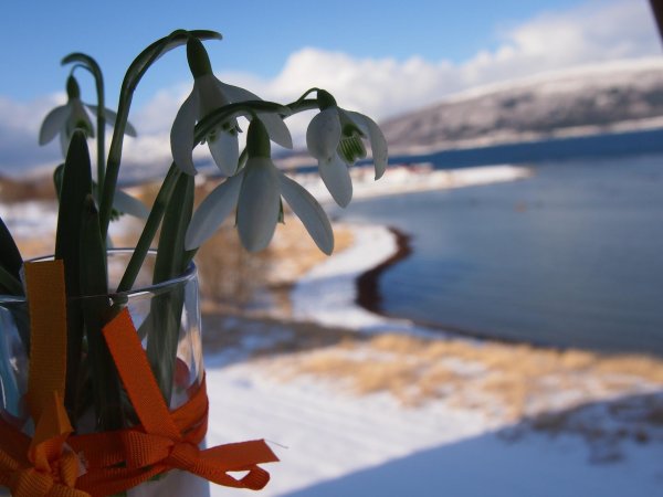 красивые подснежники